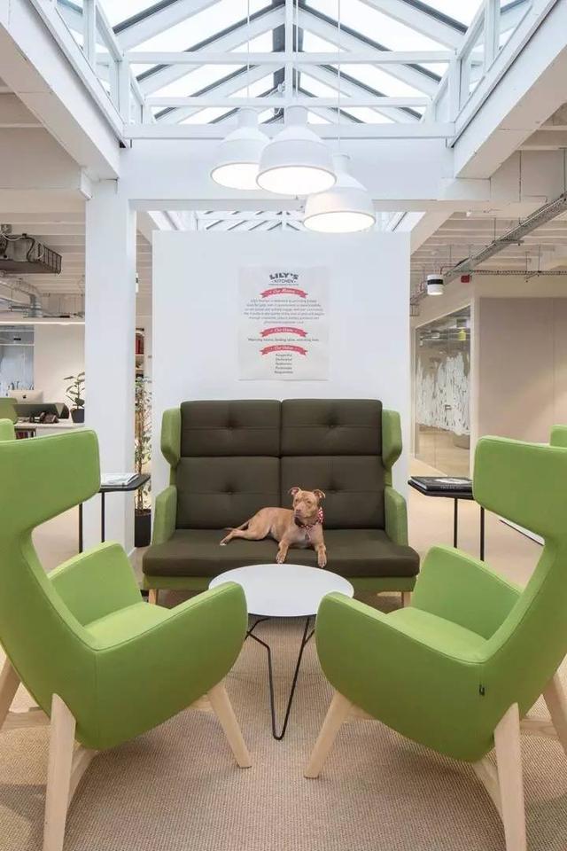 150億市場潛力，辦公室裝修也要開始考慮狗狗的感受了