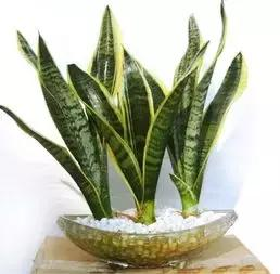 什么樣的植物能有效去除辦公室甲醛等有害物質(zhì)呢？